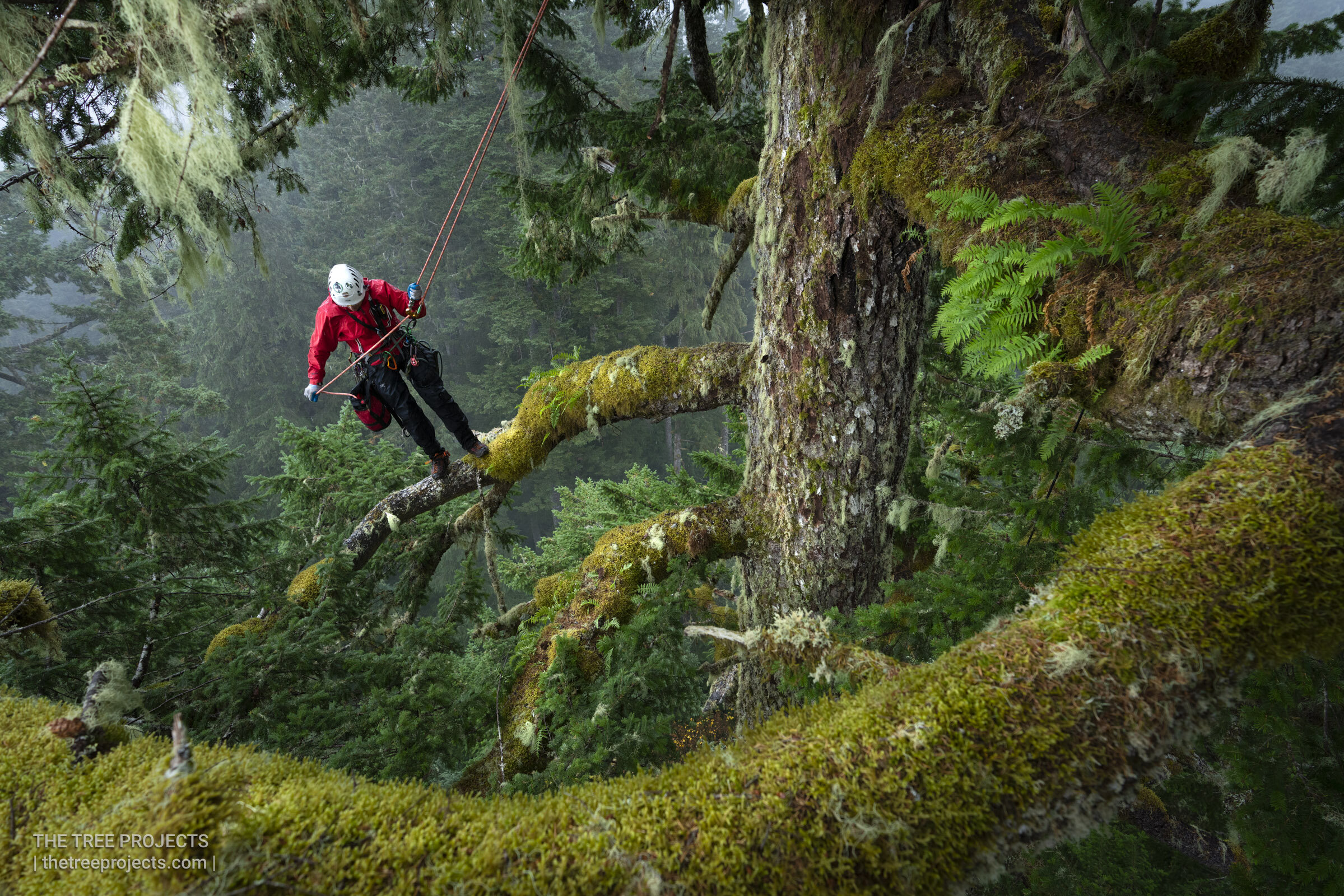Out on a Limb