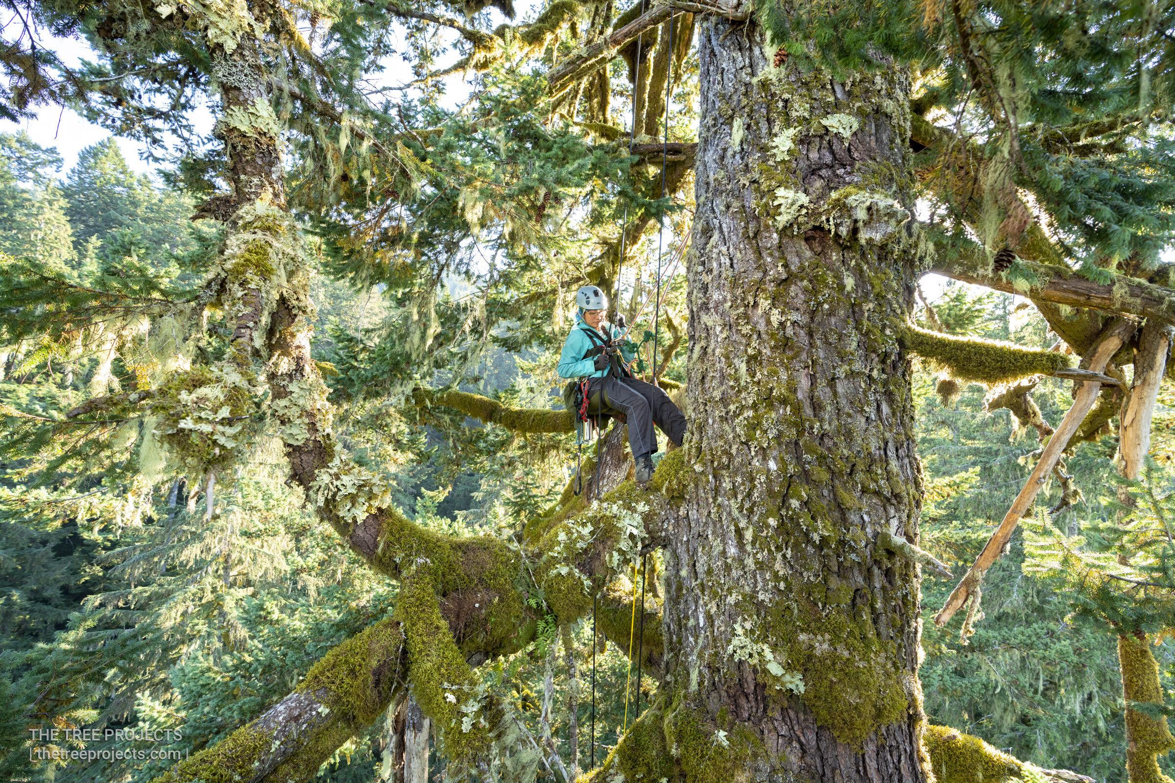 Old Growth Inhabitants