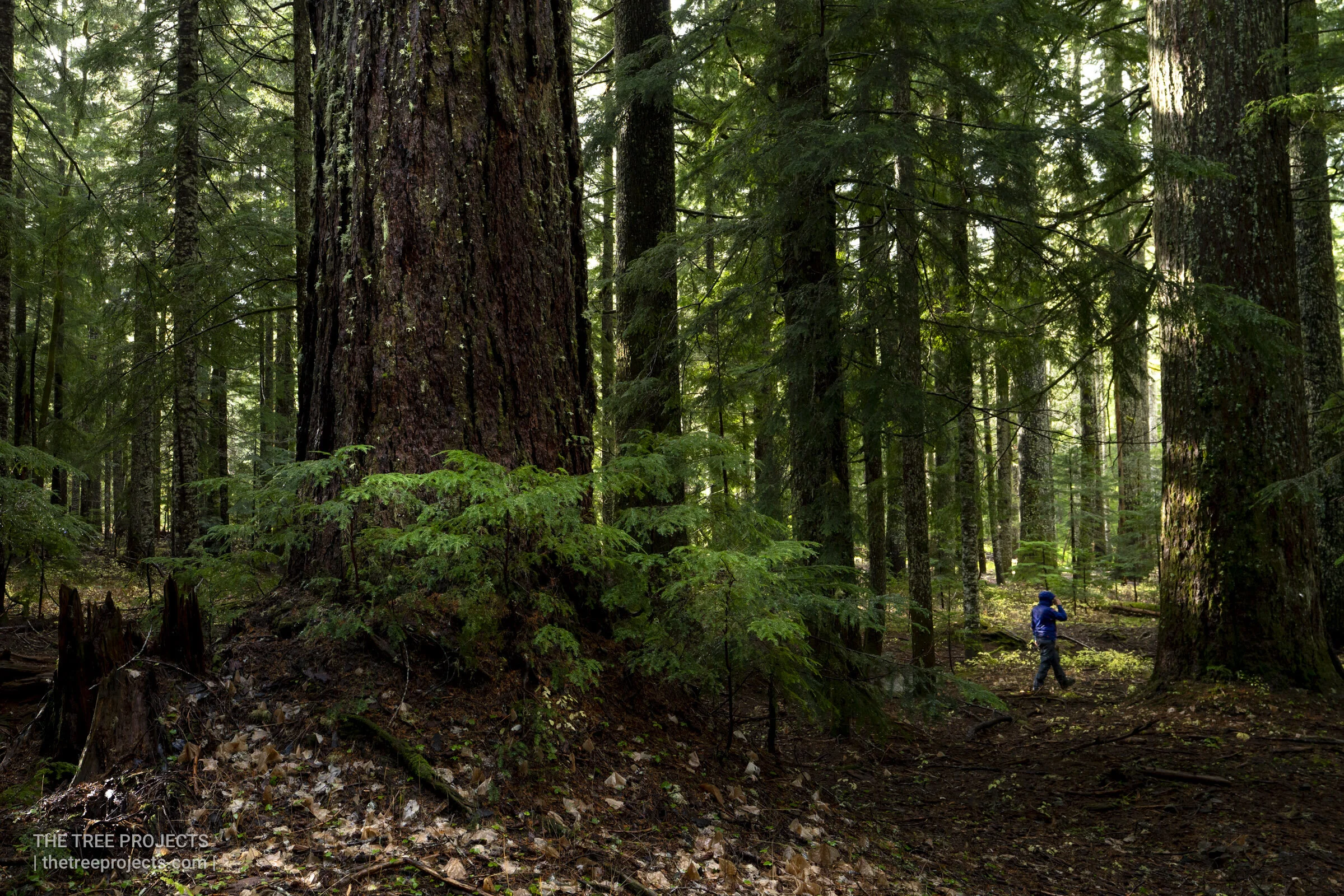 A Remarkable Forest