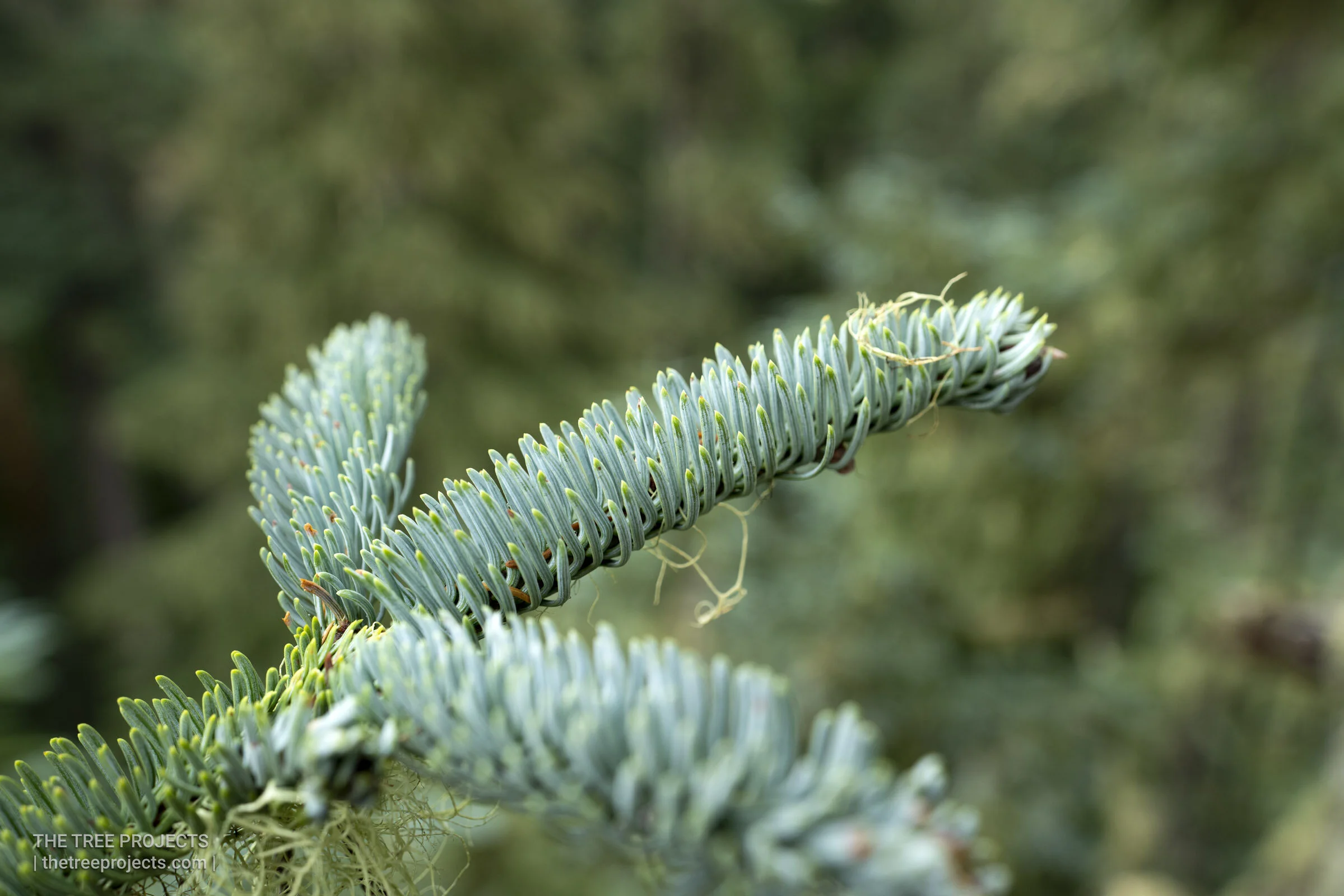 Fine Foilage