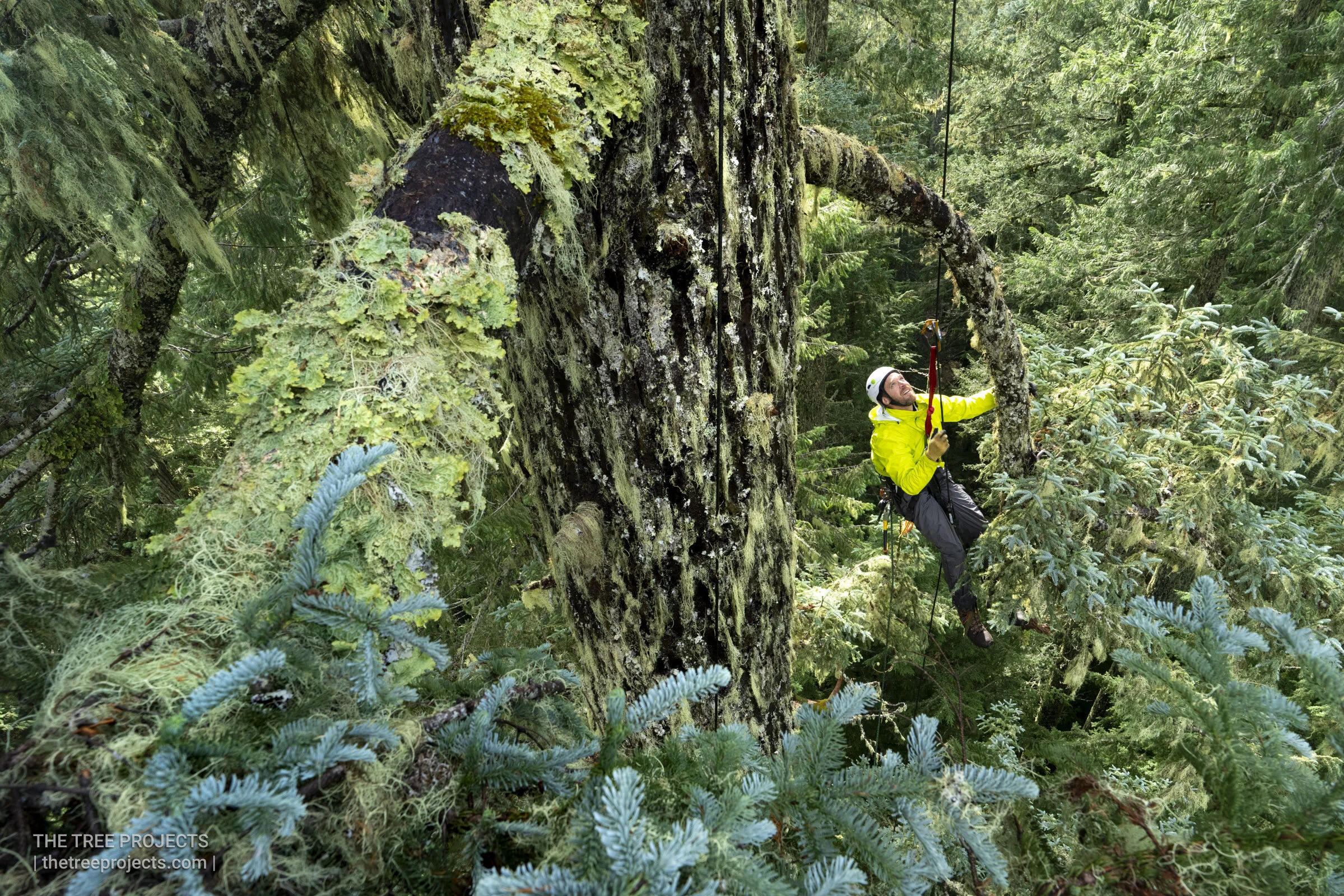 Discovering the Canopy