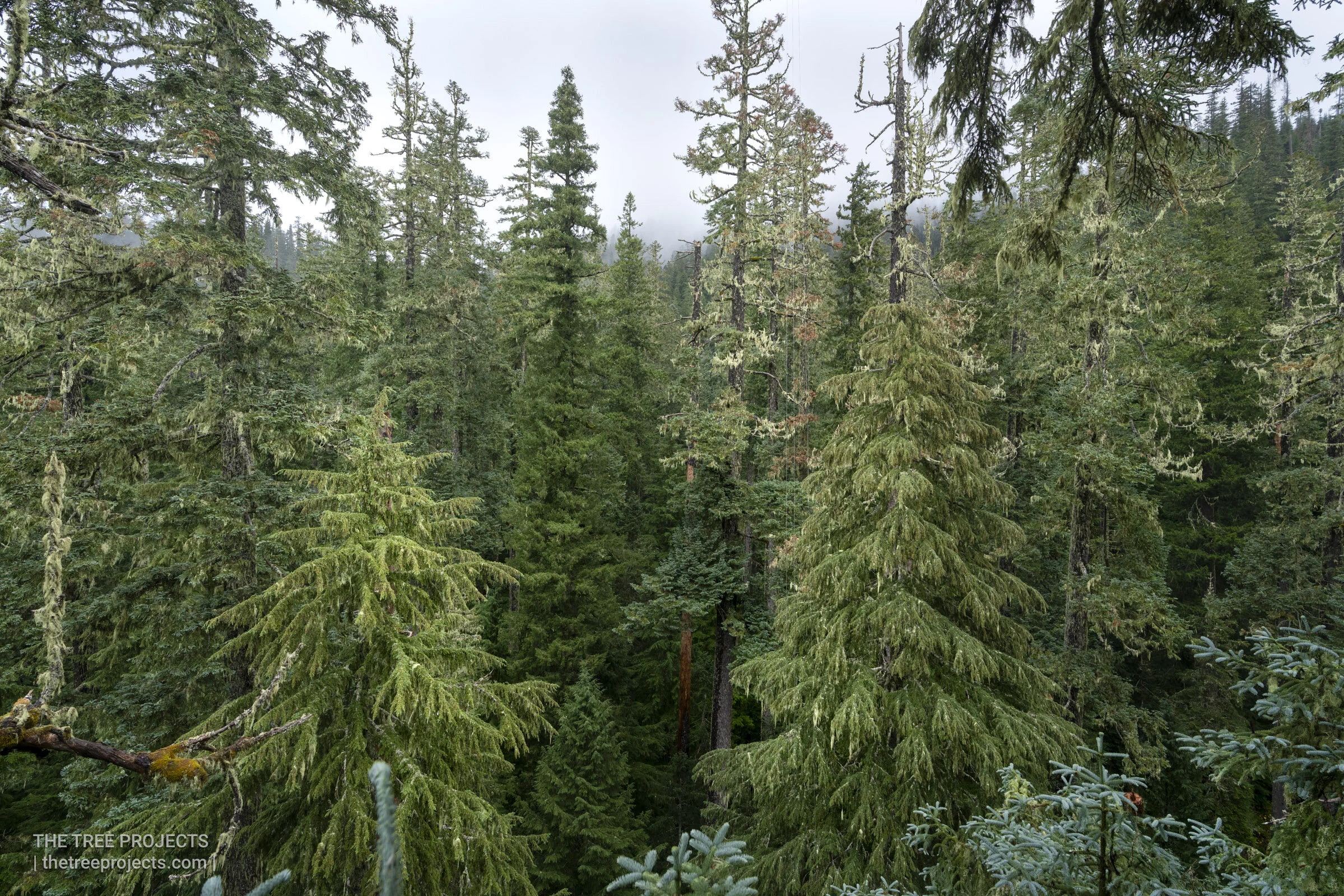 Swaying Tree Tops