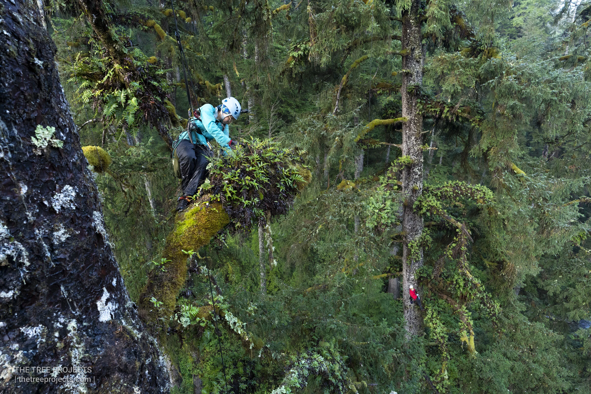 Epiphyte habitats