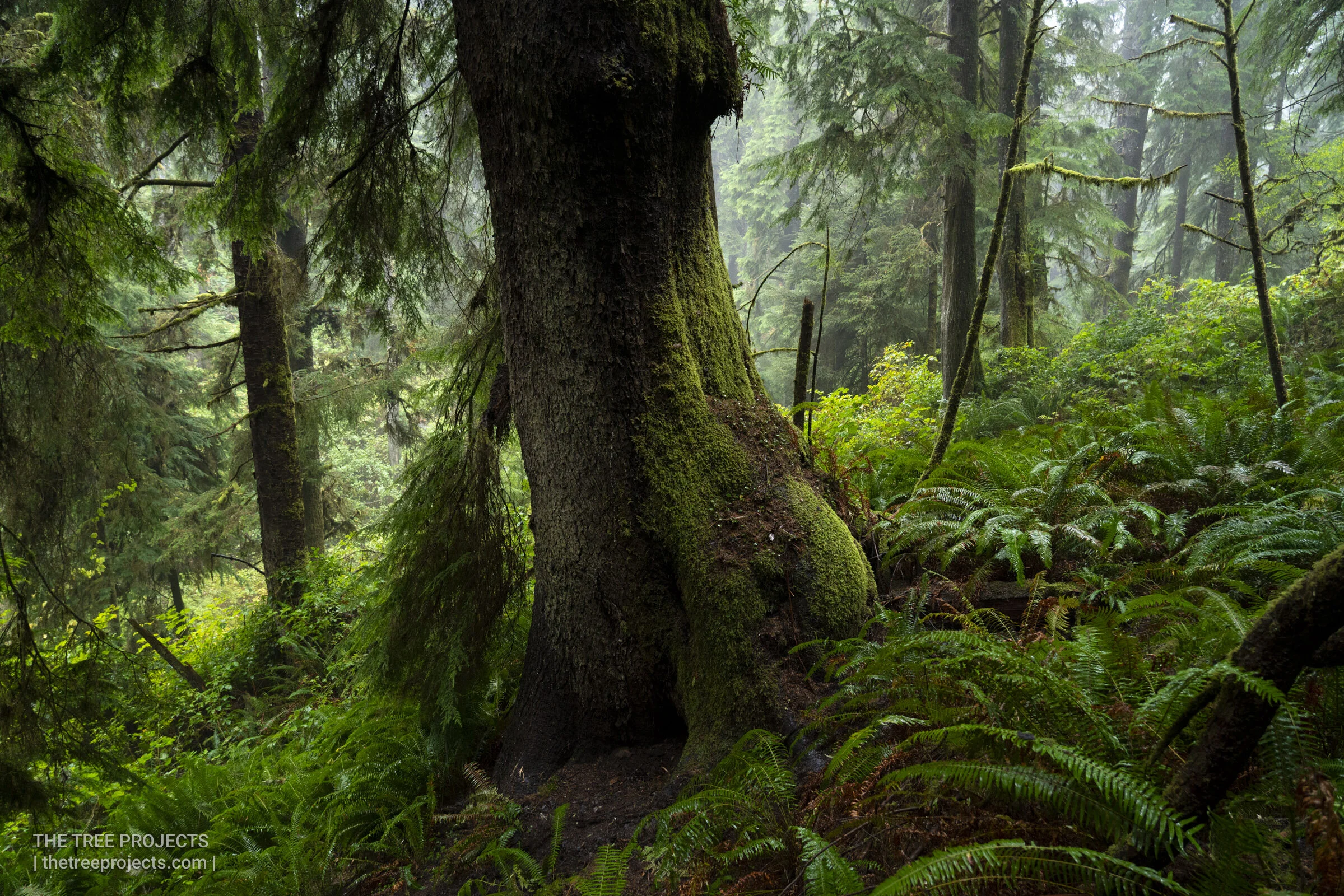 Lush Understory
