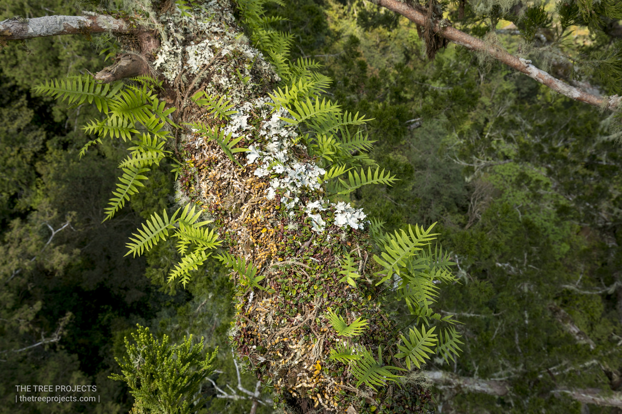 Taiwan-Tree-Project-2017-05-07-_5D40661.jpg