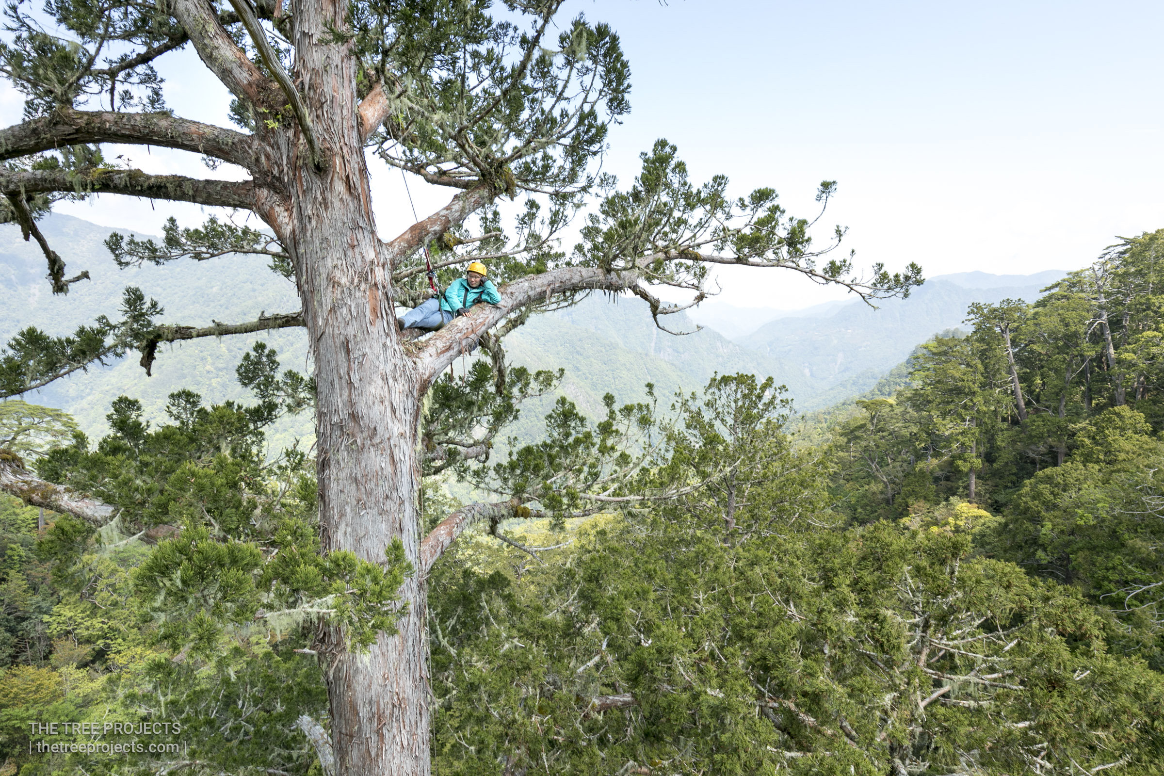 Taiwan-Tree-Project-2017-05-07-_5D40669.jpg