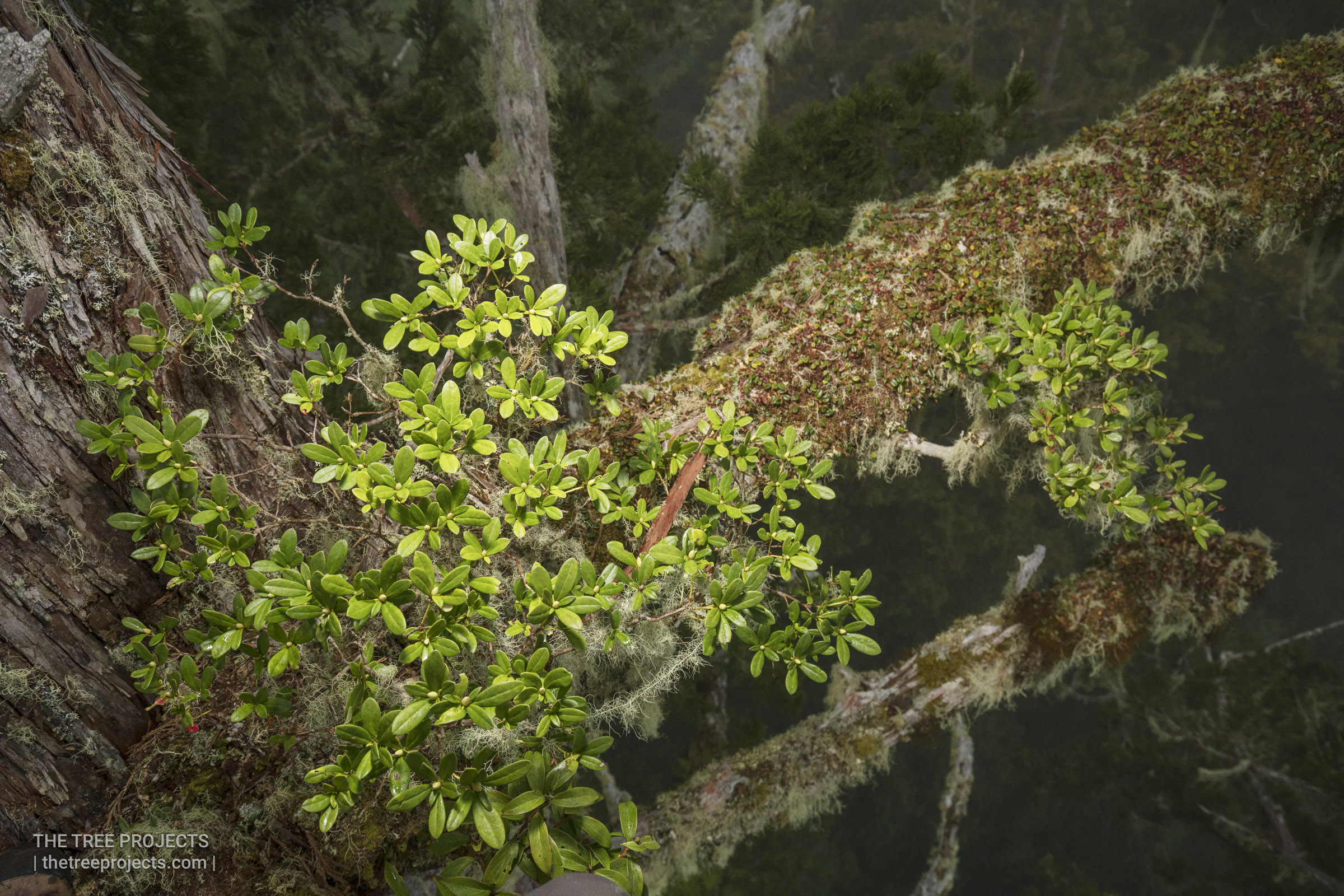 Taiwan-Tree-Project-201705052017-05-05-_5D41501.jpg