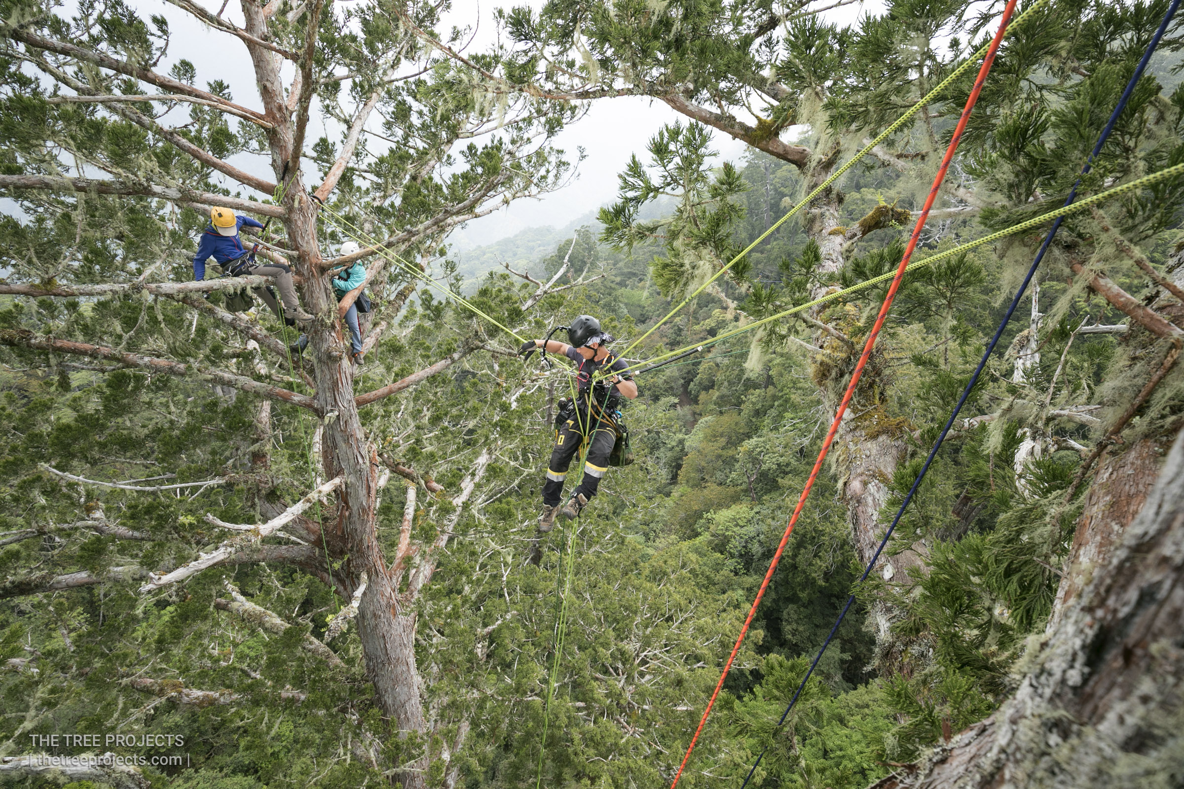 Taiwan-Tree-Project-201705062017-05-06-_5D40156.jpg