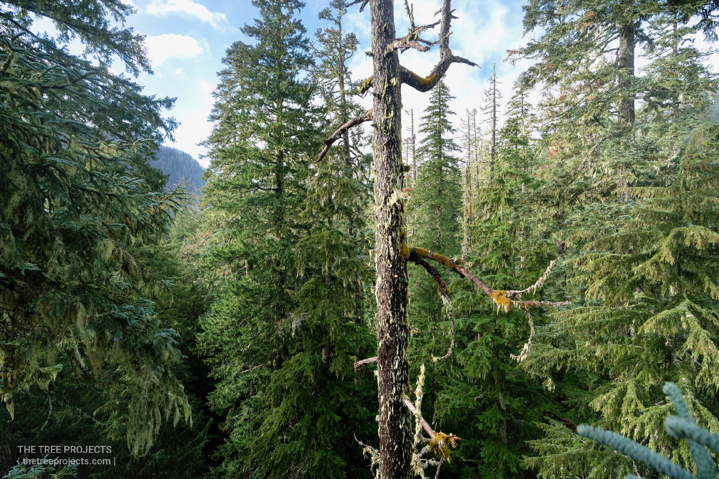 A view through the mid canopy of the forest