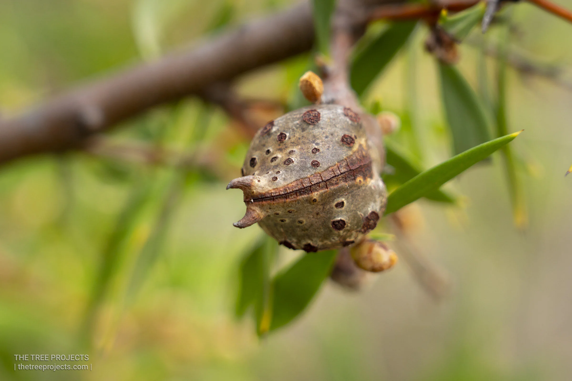 A Hakea seed pod