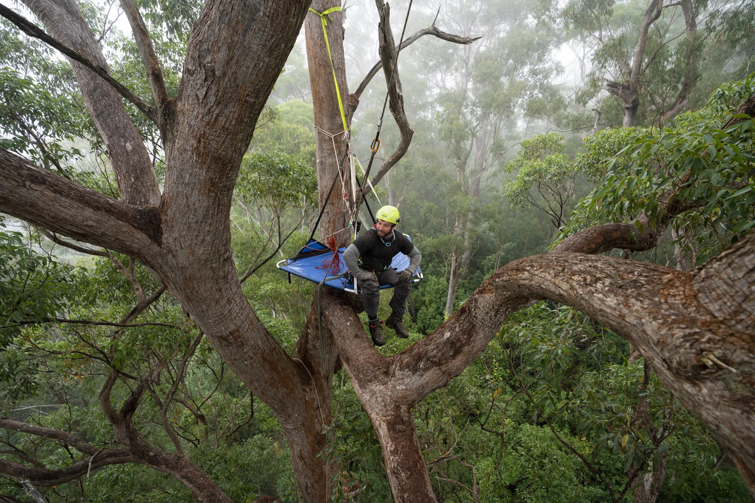 Kai Wild is one of many helping to protect prime old growth koala habitat.