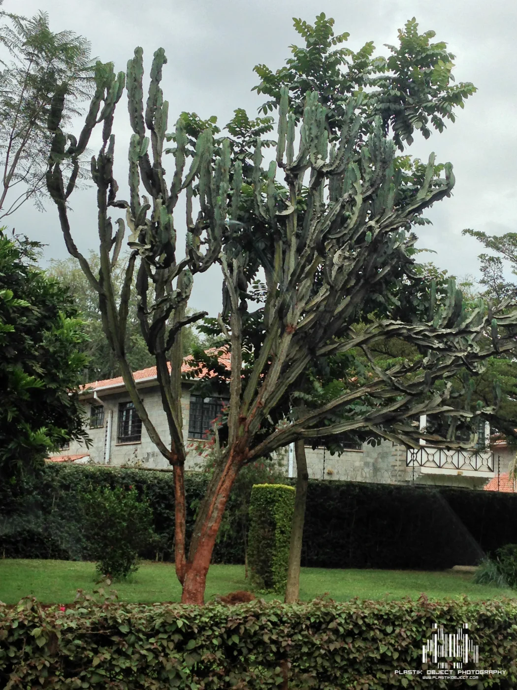 I want a giant cactus tree.
