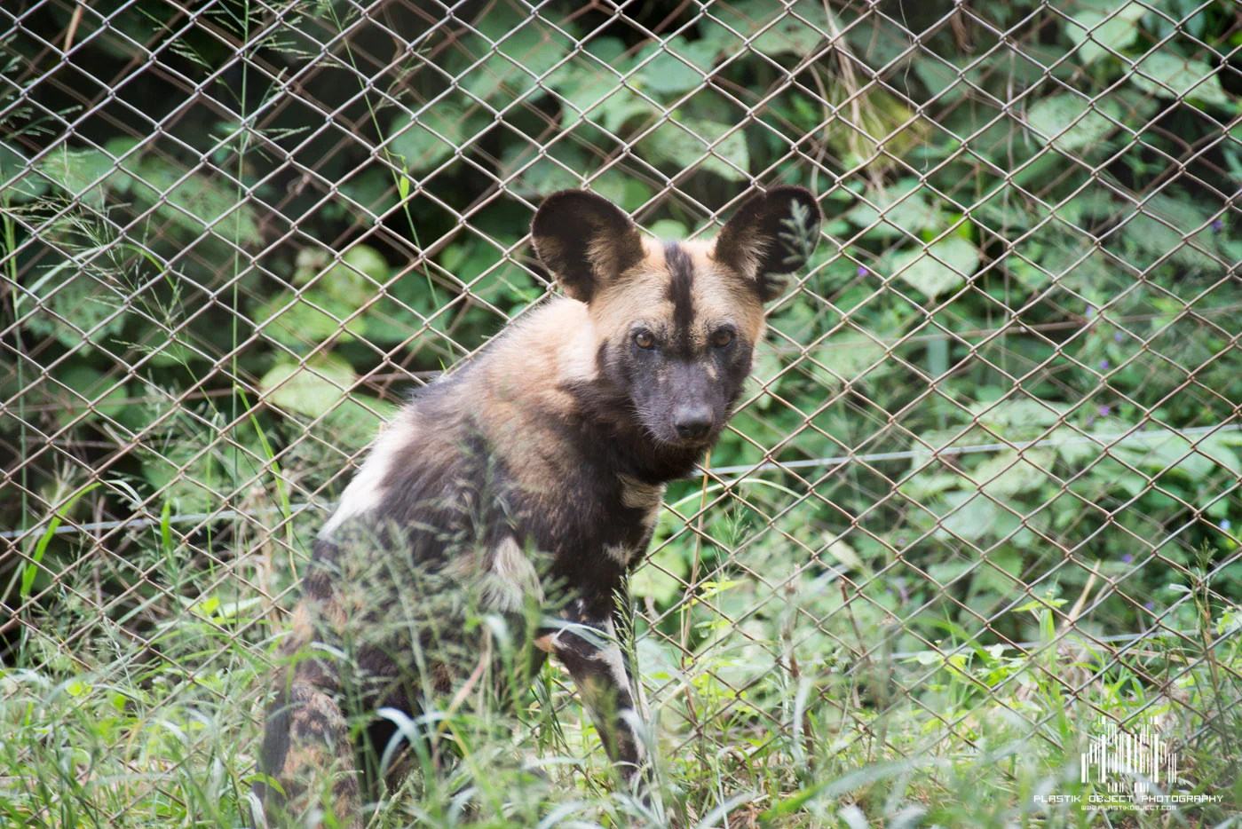 It's back legs had been injured while in the wild, but it was rehabilitating nicely in the orphanage.