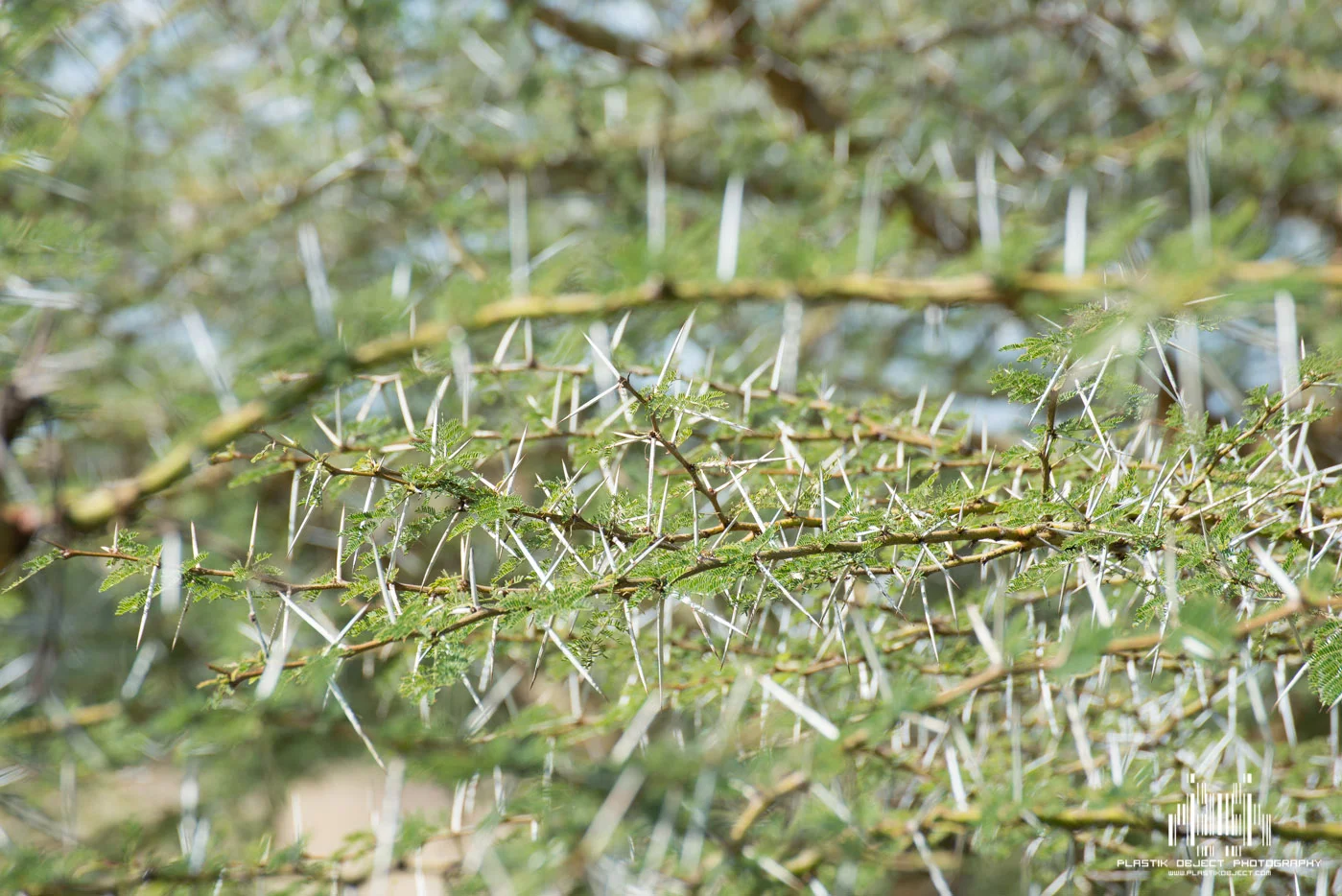 The most evil thorn bush I have ever seen.