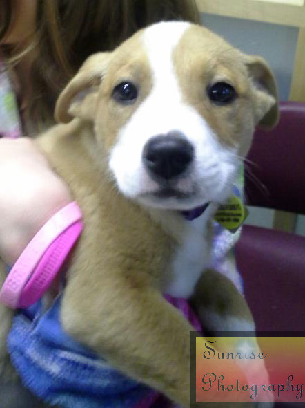 Our other puppy, Penny, the day we adopted her. 