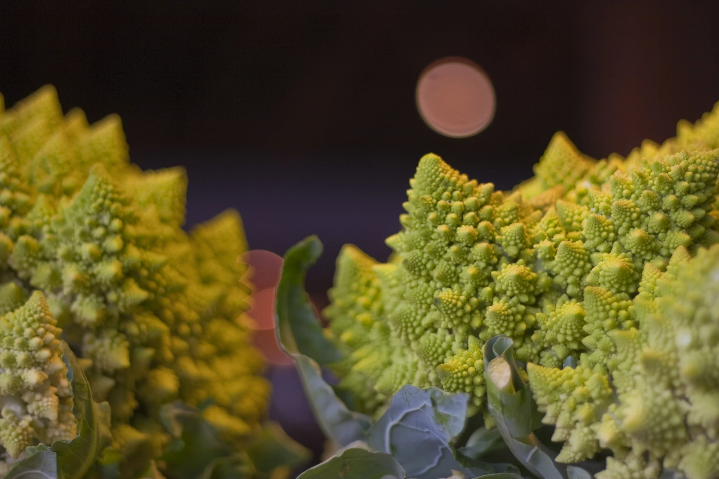 romanesco-001.jpg