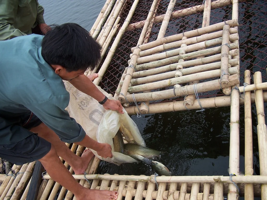 Fish Cage Web 4 007.jpg