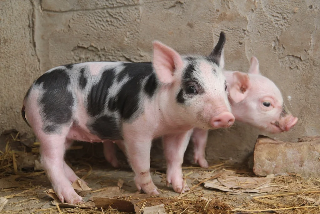 Pig Web 5 015.jpg