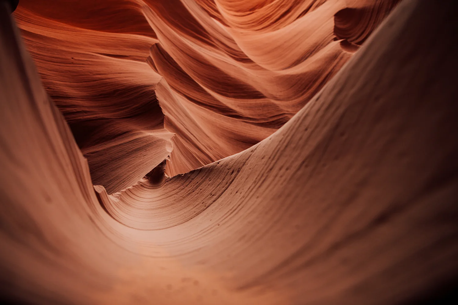 antelope-3.jpg