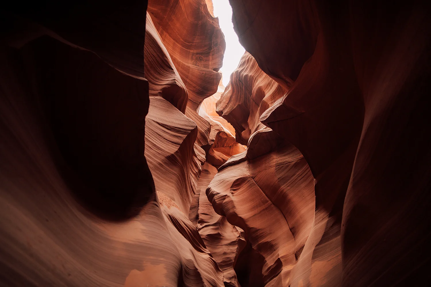 antelope-1.jpg