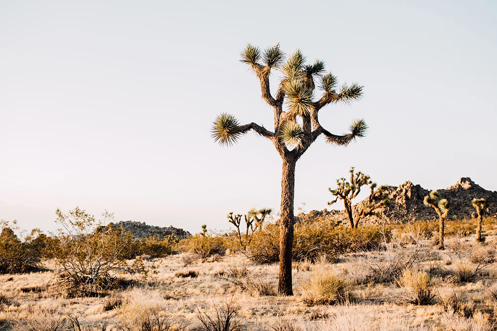 joshuatree-1.jpg