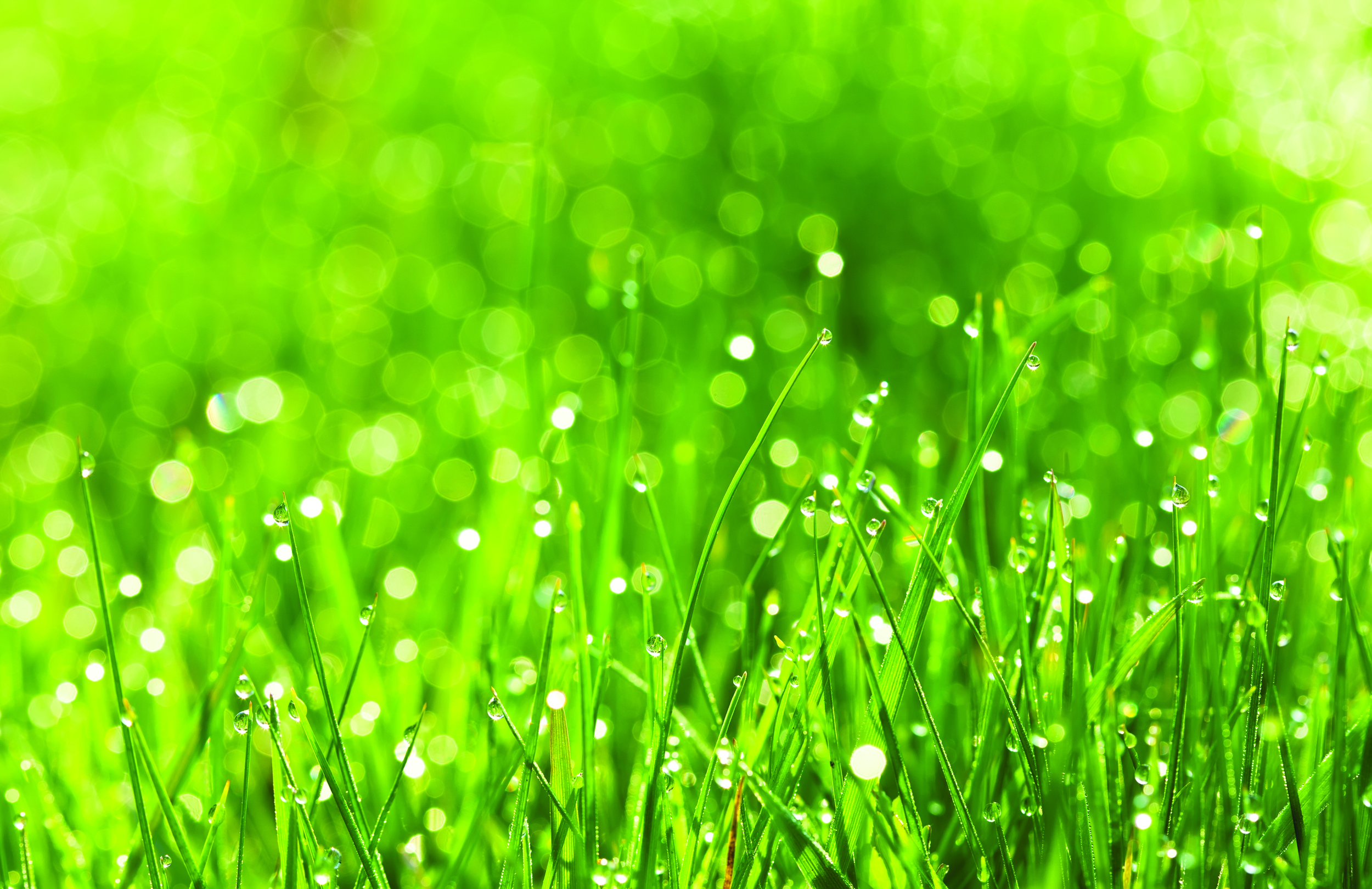 Green Grass Backgrounds3.jpg
