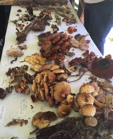 Festival goers found these fungi during early morning forays into the woods with Tradd Cotter.