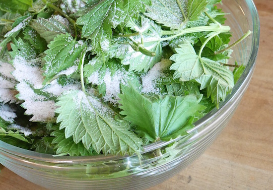 Fermented Nettle Pesto