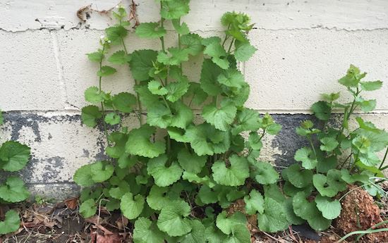 Fermenting Garlic Mustard