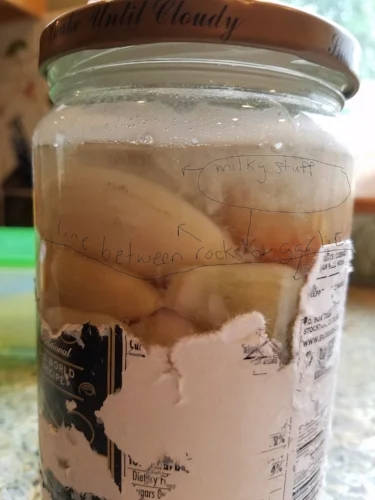 garlic ferment3.jpg