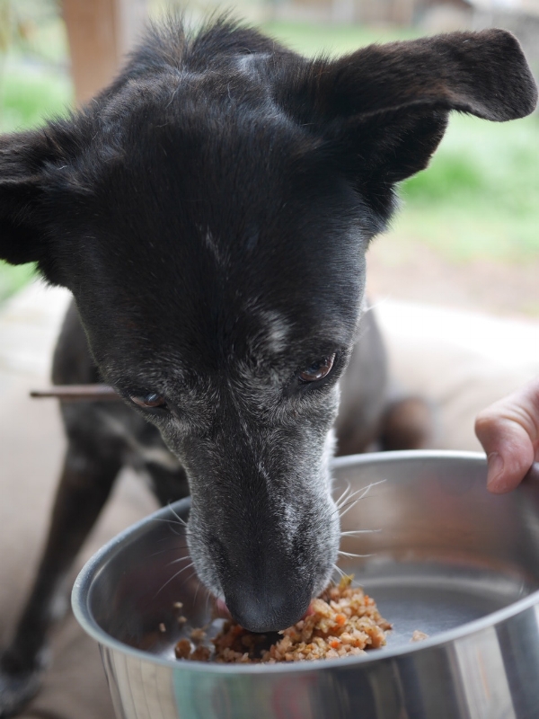 Fur-ments — Using vegetable scraps to increase the health and vitality of our pets. (Fur-ment model pictured: Maeve who was born 16 years ago on the homestead. She has out lived all of her 8 siblings.)