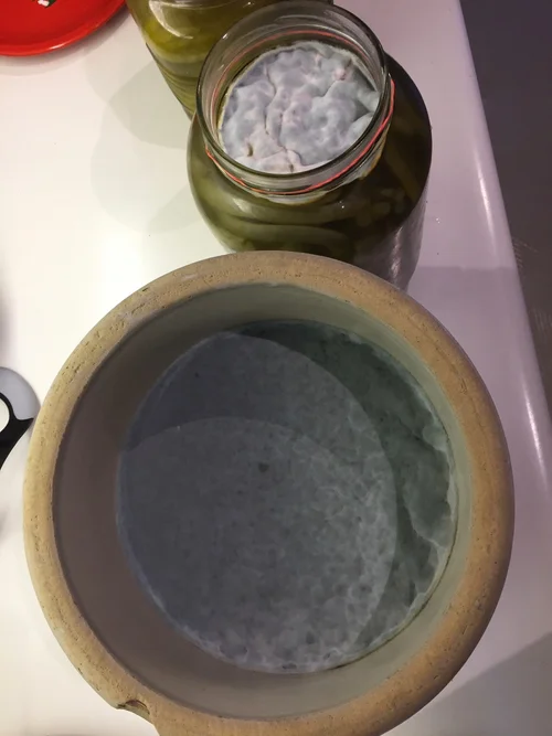 What Causes Blue Mold To Grow On Fermented Pickles In The Fridge Fermentworks