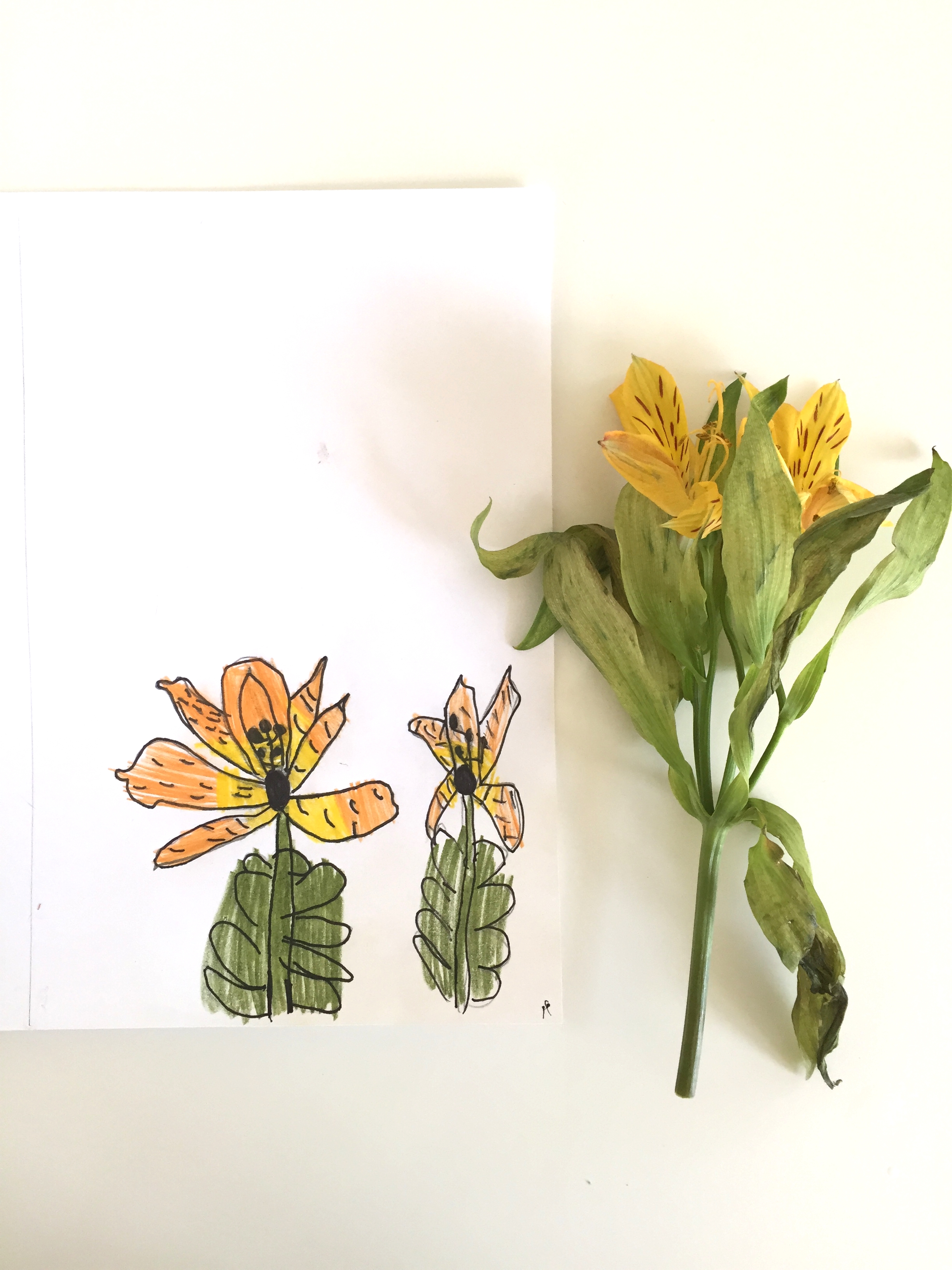 Drawing details from an Alstroemeria, age 6