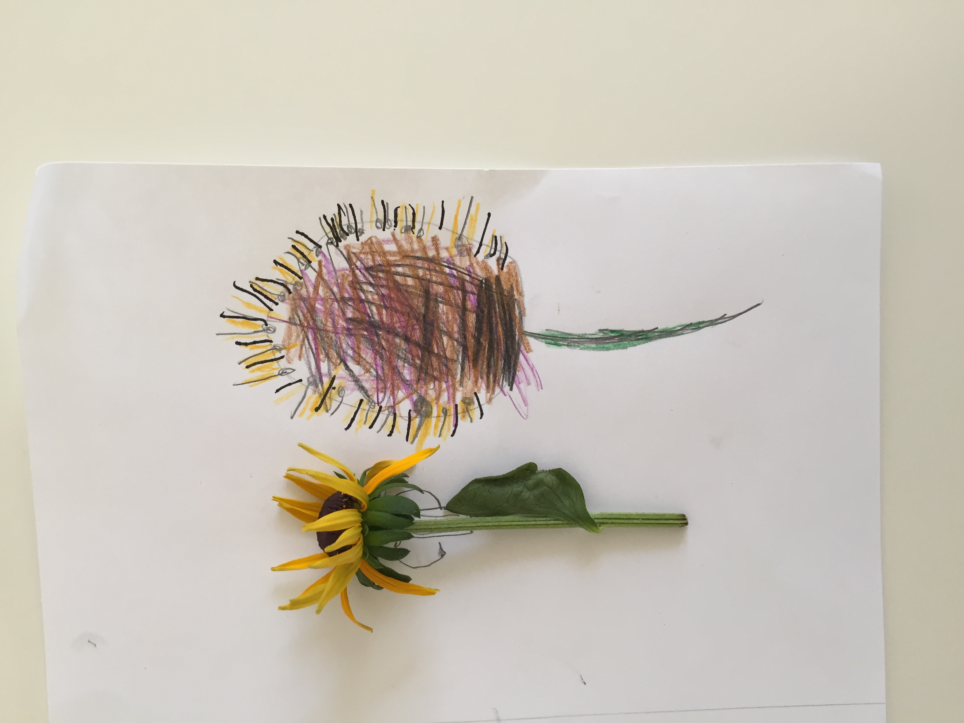 Black Eyed Susan, age 4