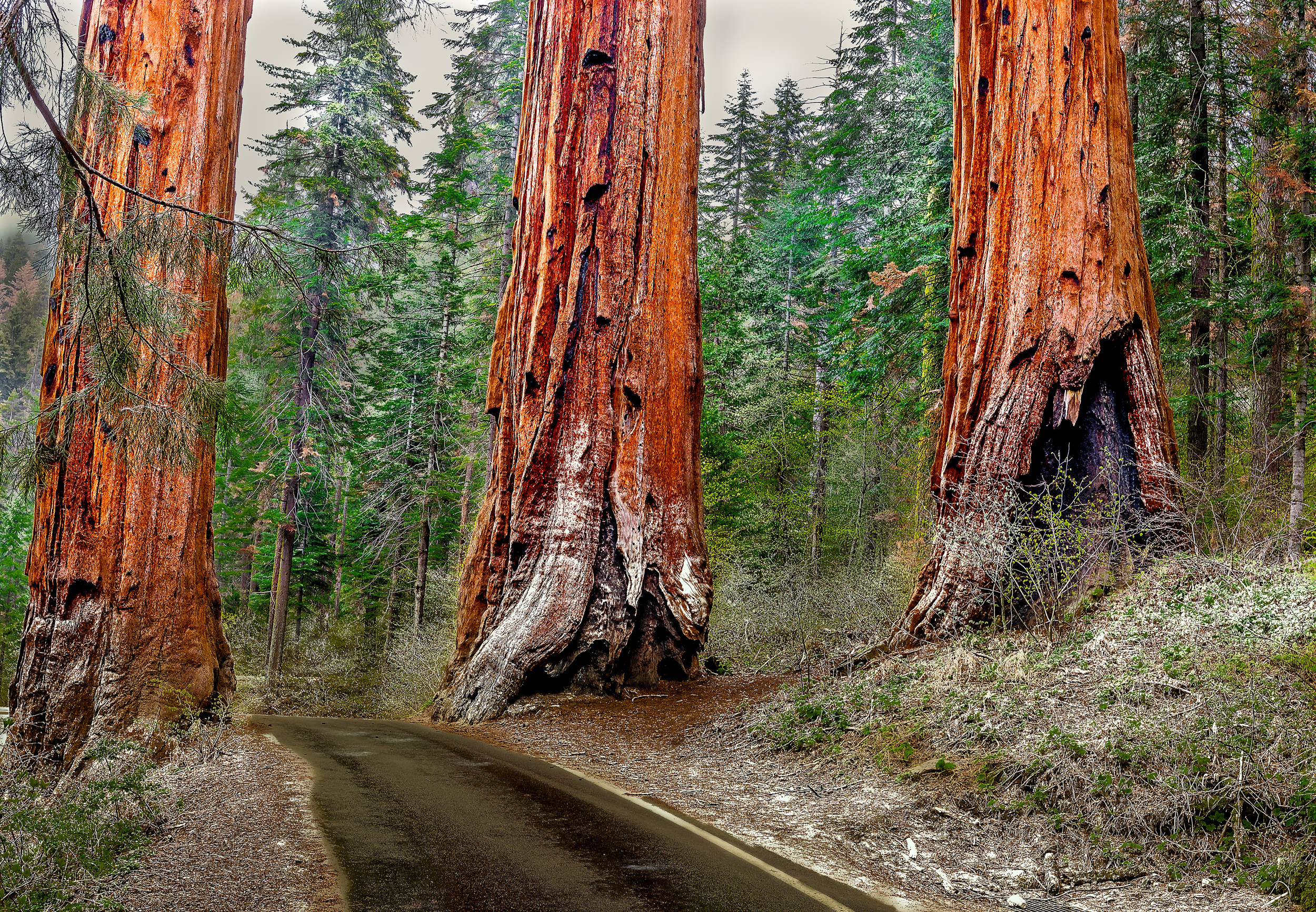 SEQUOIAS IN WINTER