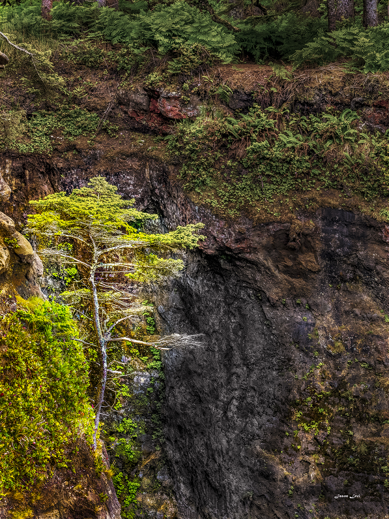 One Cliff, One Tree