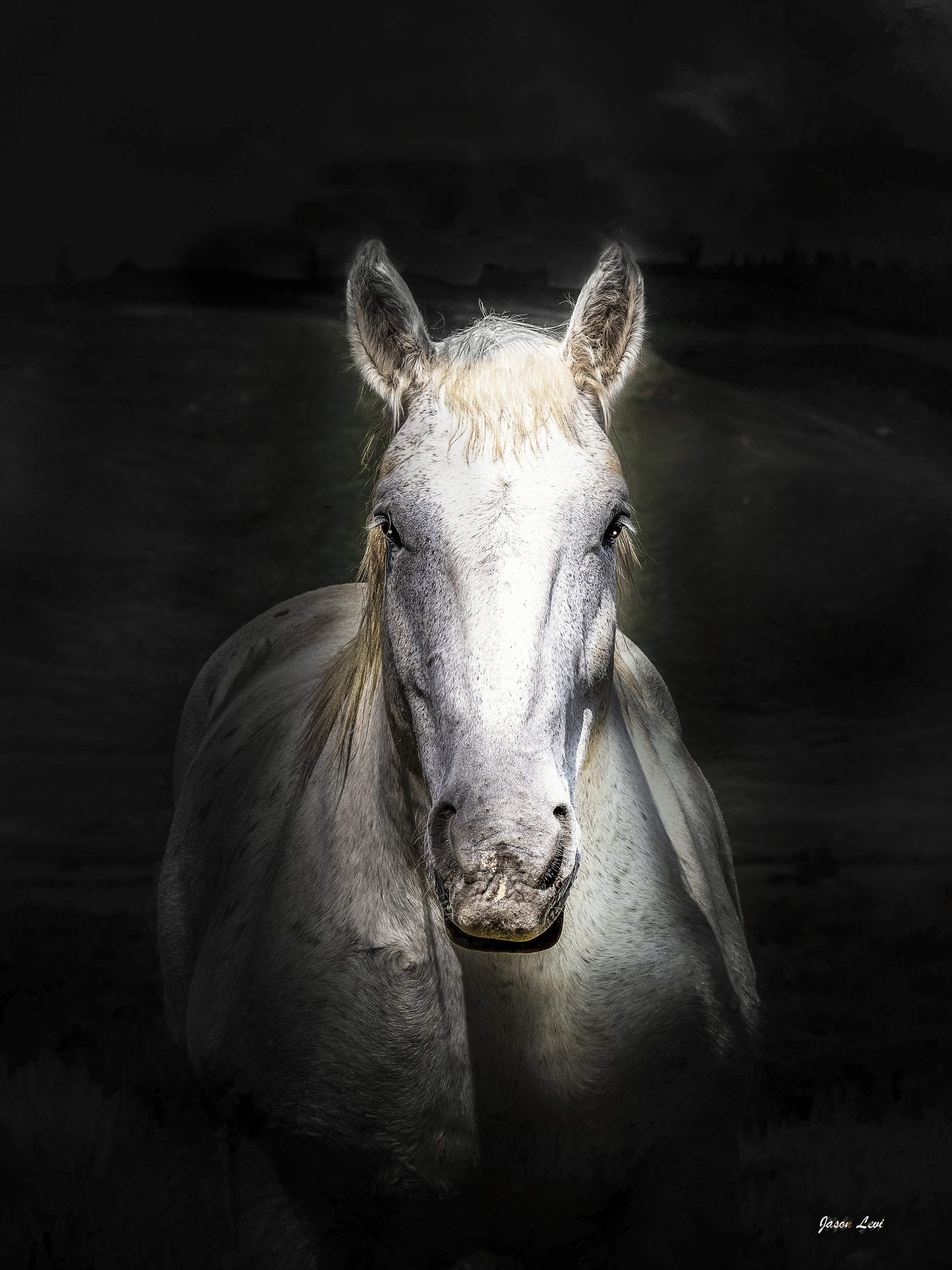 PORTRAIT OF A WHITE HORSE