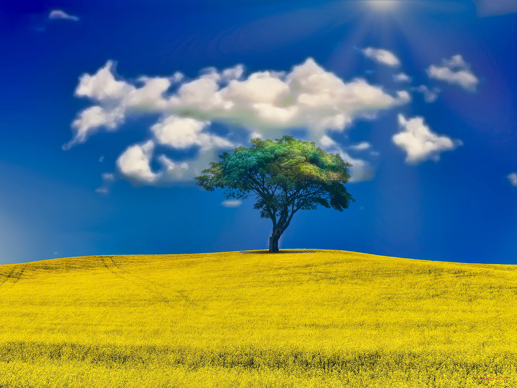 SERENDIPITY CANOLA HILLFINALSMALL.jpg