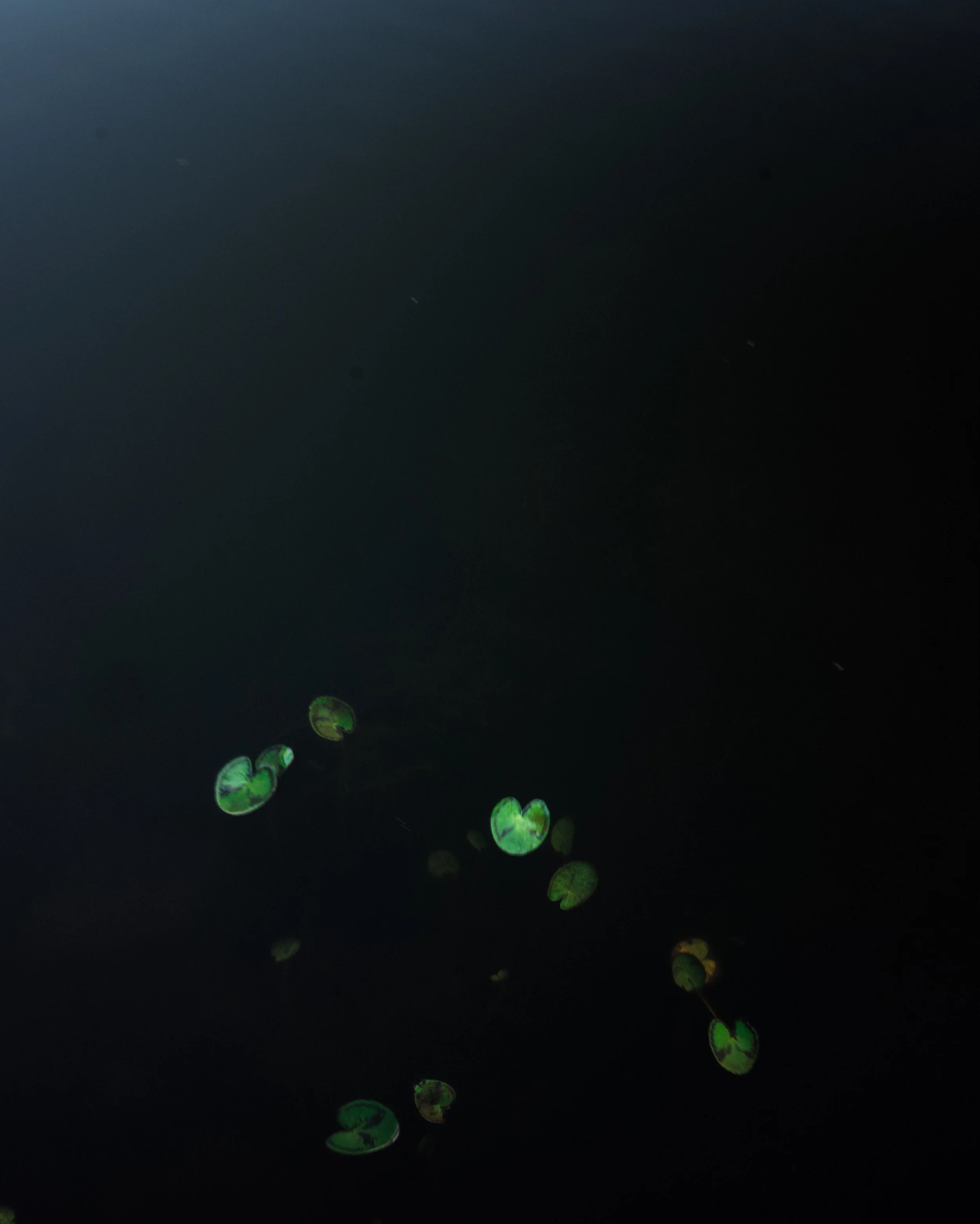 B0003052HEIC1786125328.jpeg