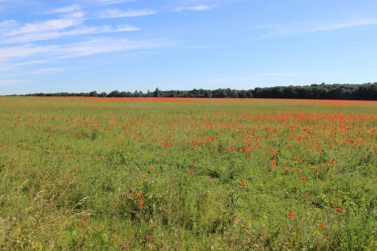 Restoration of arable to pasture has made a significance difference to the character of the park