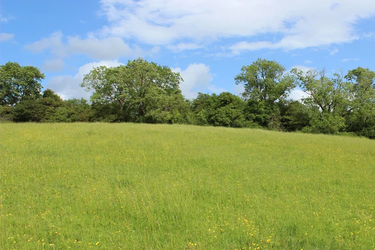 The hillfort was extensively obscured through tree and scrub growth.