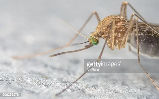 The Zika virus was first described in 1947