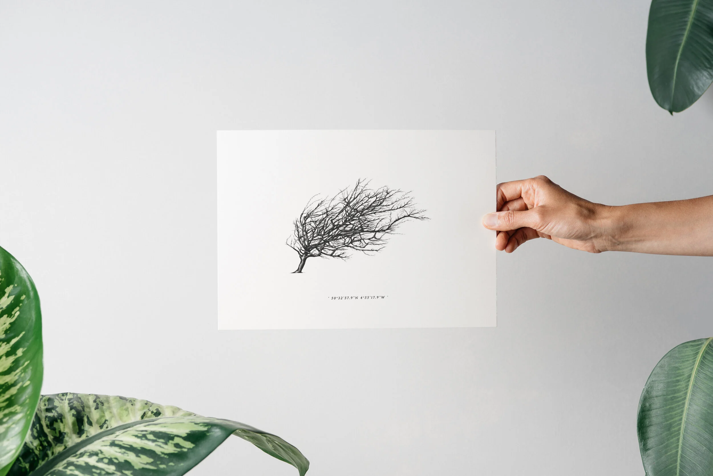 Wind Pruned Tree (Rock)