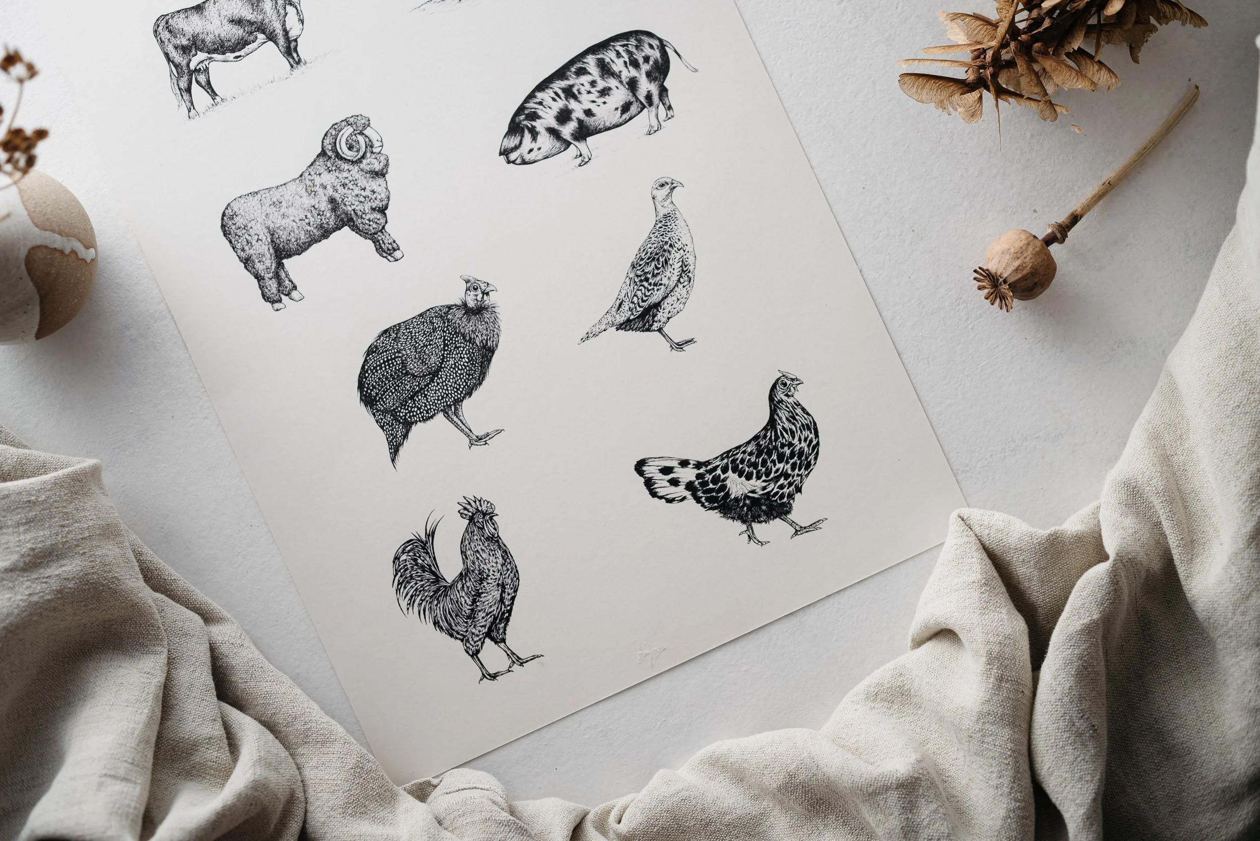 ©nicoleheidaripour_web2019_above_farmyard animals.jpg