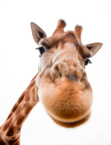 Is there something on my nose? Dreamstime Stock Photos