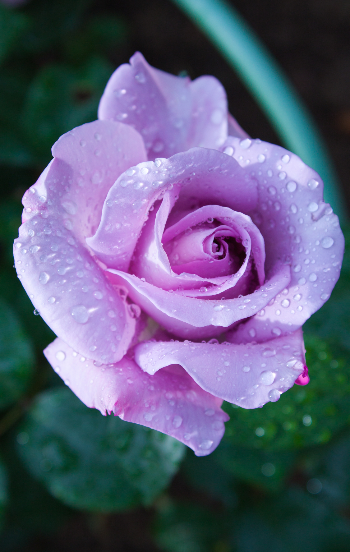 Purple is my favorite color.