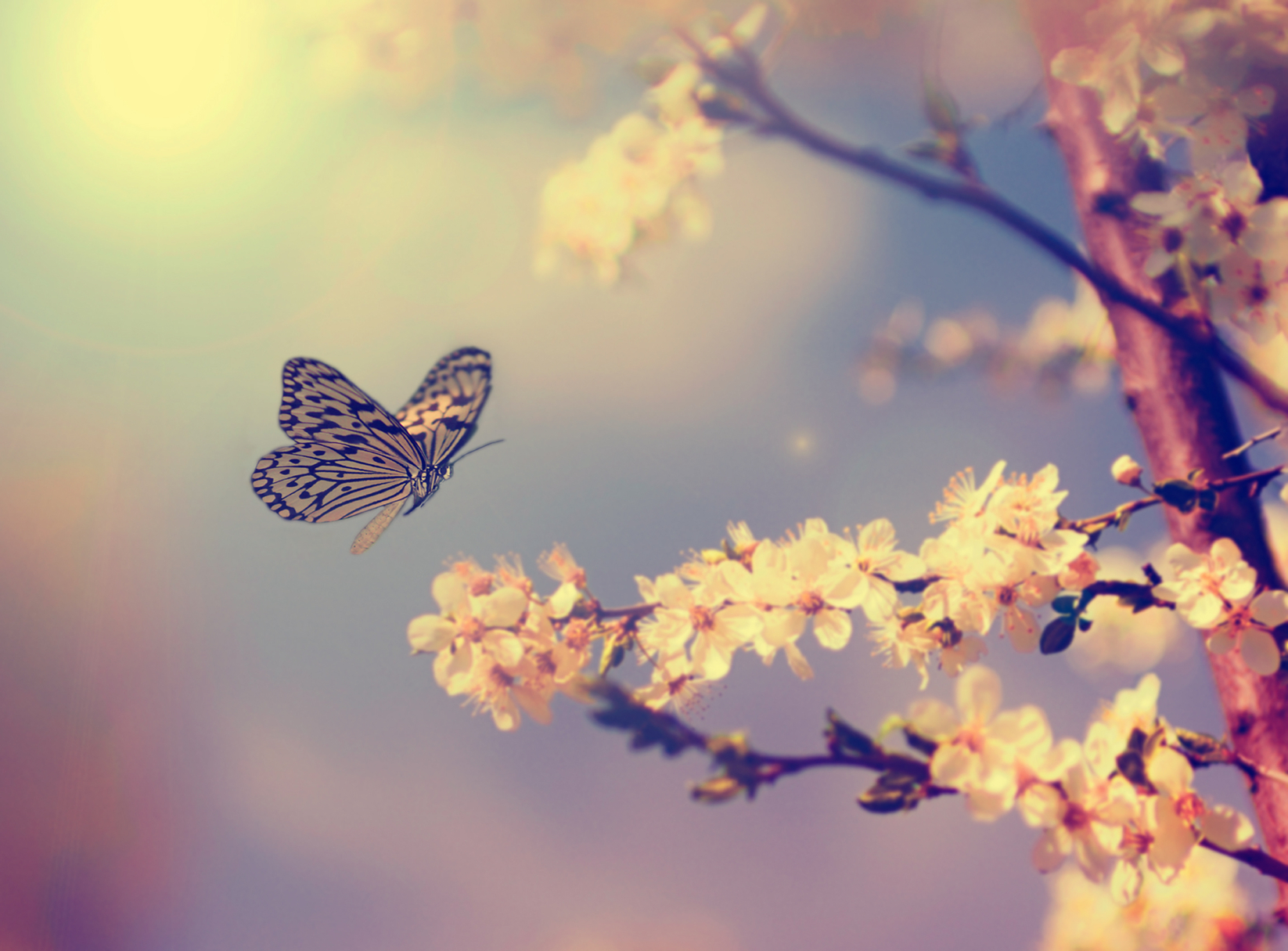 Let Yourself Dream