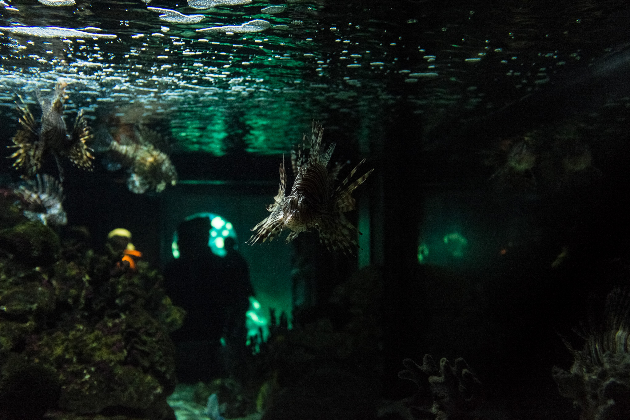 Dalix Vancouver - 06.01.2018-27.jpg