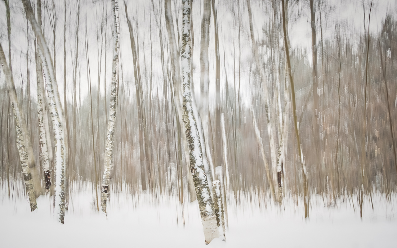 Birch Grove - Jennifer Walton
