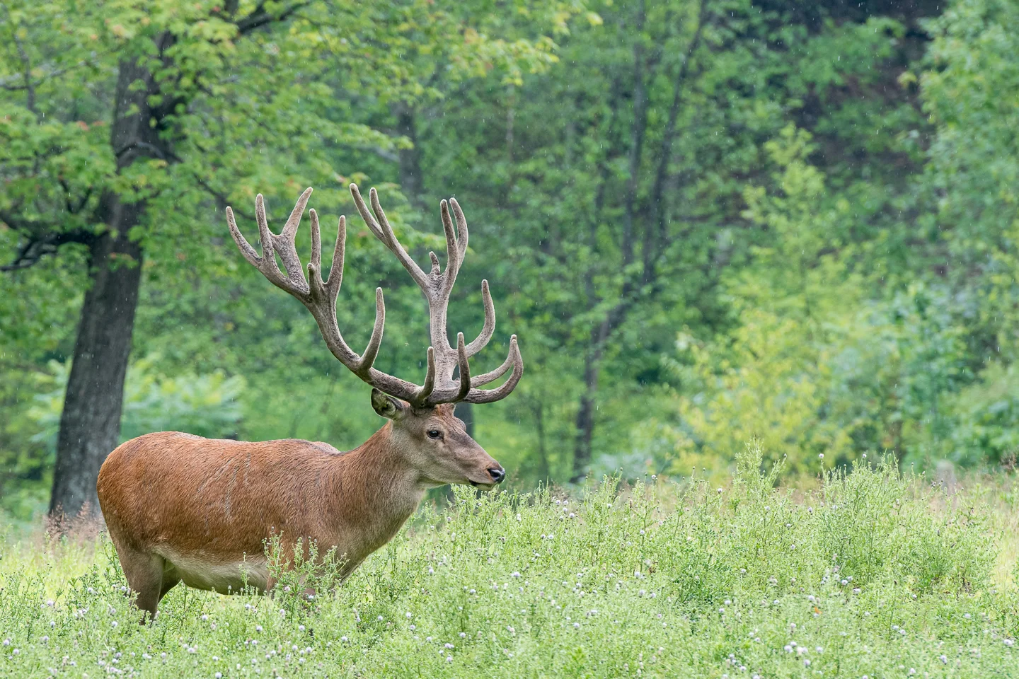 #14 Wild Woods